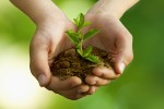 Plant One Million to Plant Its 500,000th Tree