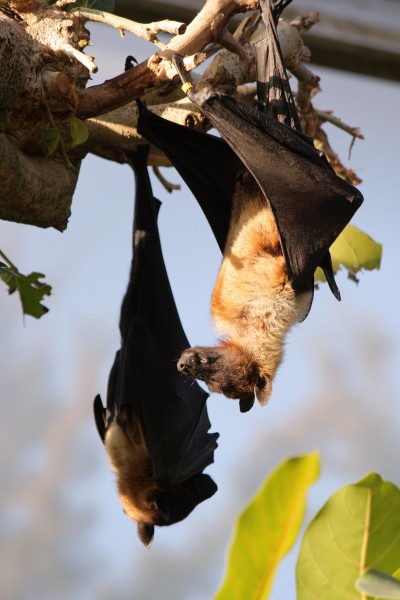 hanging bat