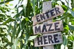 Get Lost in These Amazing Delaware Corn Mazes