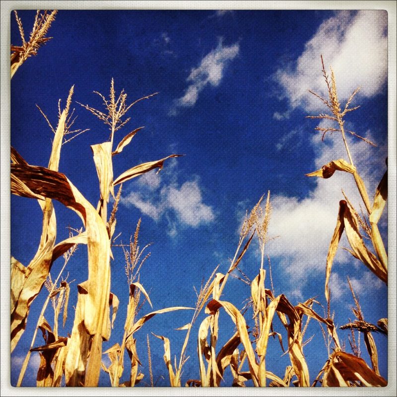 corn_sky