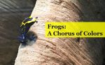 Frogs: A Chorus of Color at the Academy of Natural Sciences